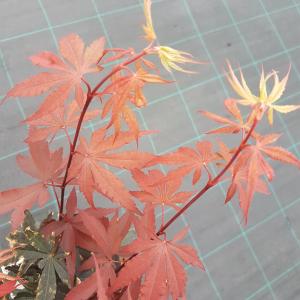 Japanse esdoorn (Acer palmatum "Skeeter's Broom") heester