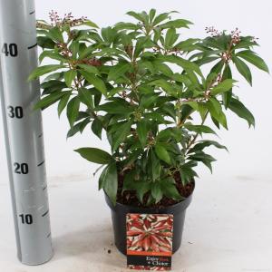 Rotsheide (Pieris Japonica “Katsura”®) heester