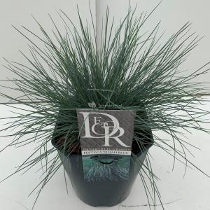 Zwenkgras (Festuca glauca "Elijah Blue") siergras