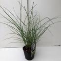 Prachtriet (Miscanthus sinensis "Adagio") siergras