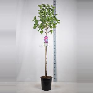 Sering op stam 85 cm (syringa vulgaris "Ludwig Späth") 