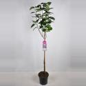 Sering op stam 85 cm (syringa vulgaris "Sensation") 