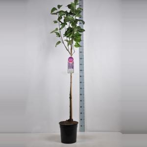 Sering op stam 85 cm (syringa vulgaris "Sensation") 