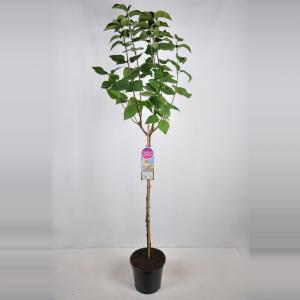 Sering op stam 85 cm (syringa vulgaris "Souv. d'Alice Harding")