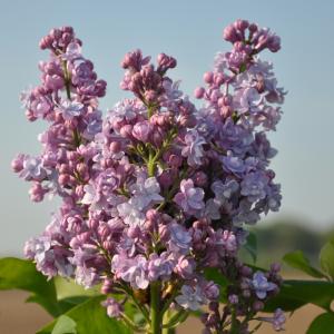 Sering (syringa vulgaris "Michel Buchner") 