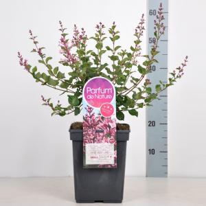 Dwergsering (syringa Bloomerang®"Pink Perfume")