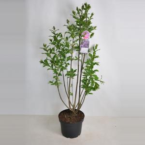 Sering (syringa villosae "Royalty")