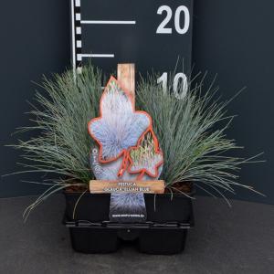 Zwenkgras (Festuca glauca "Elijah Blue") bodembedekker