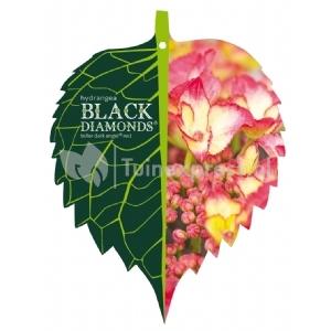 Hydrangea Macrophylla "Black Diamond® Dark Angel"® schermhortensia