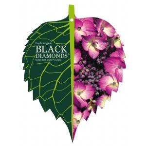 Hydrangea Macrophylla "Black Diamond® Dark Angel Purple"® schermhortensia