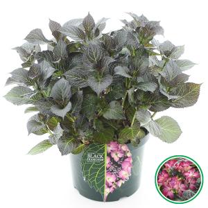 Hydrangea Macrophylla "Black Diamond® Dark Angel Purple"® schermhortensia