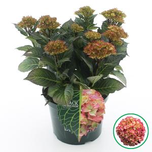 Hydrangea Macrophylla "Black Diamond® Red Angel"® boerenhortensia