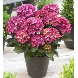 Hydrangea Macrophylla "Black Diamond® Red Angel Purple"® boerenhortensia