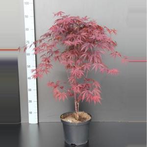 Japanse esdoorn (Acer palmatum "Fireglow") heester