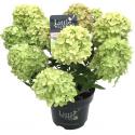 Hydrangea Paniculata "Little Lime"® pluimhortensia