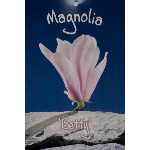 Magnolia Betty