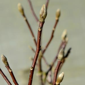 Magnolia Loeberni Merrill