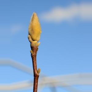 Magnolia Soulangeana Rickii