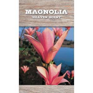 Magnolia Heaven Scent