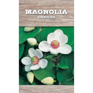 Magnolia Sieboldii