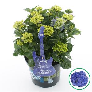 Hydrangea Macrophylla Music Collection "Blue Ballad"® boerenhortensia