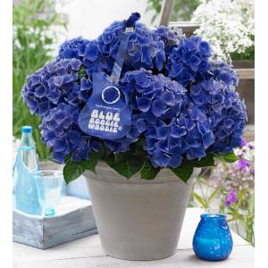 Hydrangea Macrophylla Music Collection "Blue Boogiewoogie"® boerenhortensia