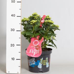 Hydrangea Macrophylla Music Collection "Pink Pop"® boerenhortensia