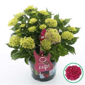 Hydrangea Macrophylla Music Collection "Pink Pop"® boerenhortensia