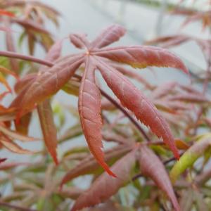 Japanse esdoorn (Acer palmatum "Starfish") heester