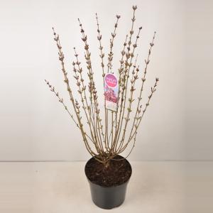 Dwergsering (syringa "Tinkerbelle"®)