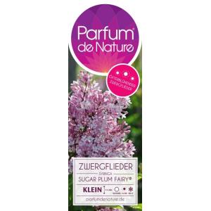 Dwergsering (syringa "Sugar Plum Fairy"®) 