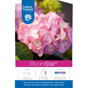 Hydrangea Macrophylla "Endless Summer Bloomstar Pink"® boerenhortensia