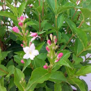 Weigela Florida Pink Princess