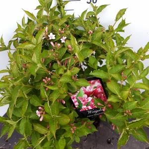 Weigela Rosea