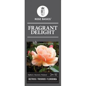 Rozen op stam Fragrant Delight