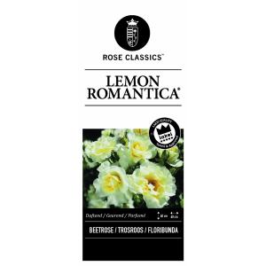 Rozen op stam Lemon Romantica