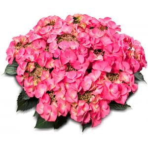 Hydrangea Macrophylla Classic® "Tiffany Pink"® schermhortensia