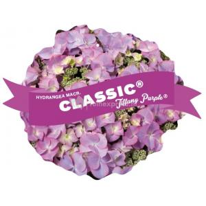 Hydrangea Macrophylla Classic® "Tiffany Blue"® schermhortensia