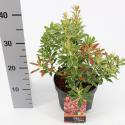 Rotsheide (Pieris Japonica “Polar Passion” PBR) heester