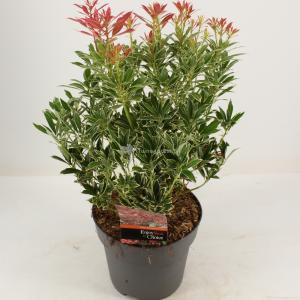 Rotsheide (Pieris Japonica “Polar Passion” PBR) heester