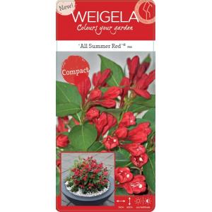 Weigela Florida All Summer Red