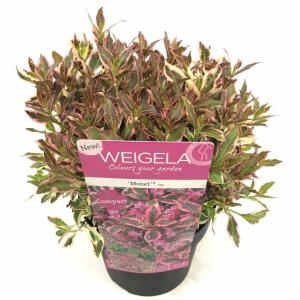 Weigela Florida Monet