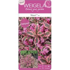 Weigela Florida Monet