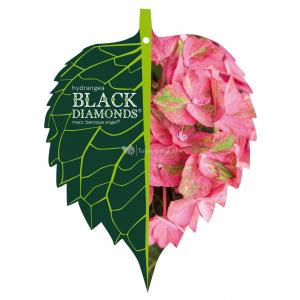 Hydrangea Macrophylla "Black Diamond® Baroque Angel Pink"® boerenhortensia