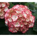 Hydrangea Macrophylla "Charming® Sophia Pink"® boerenhortensia