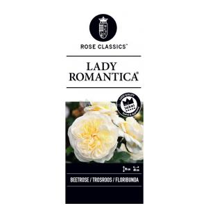 Rozenstruik Lady Romantica