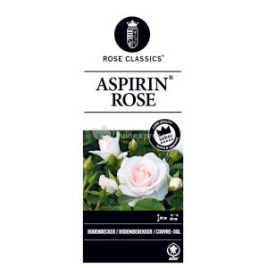 Bodembedekkende rozen Aspirin Rose