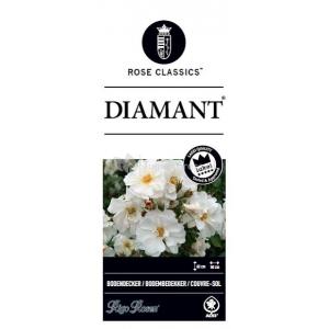 Bodembedekkende rozen Diamant