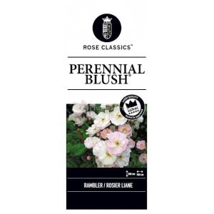 Klimroos Perennial Blush