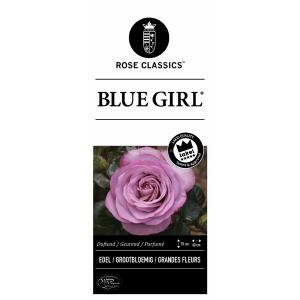 Rozen op stam Blue Girl